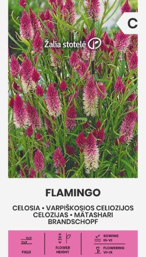 Celosia Flamingo Seeds